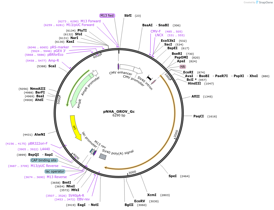 208936-plasmid-map-sequence-id-418962