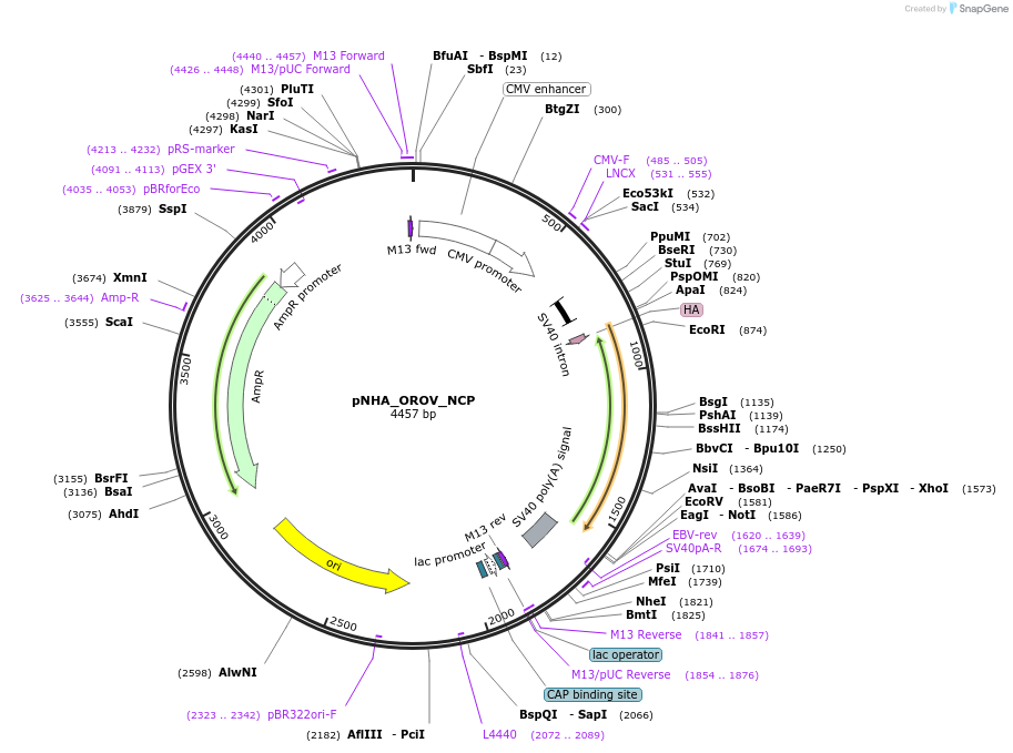 208937-plasmid-map-sequence-id-418963
