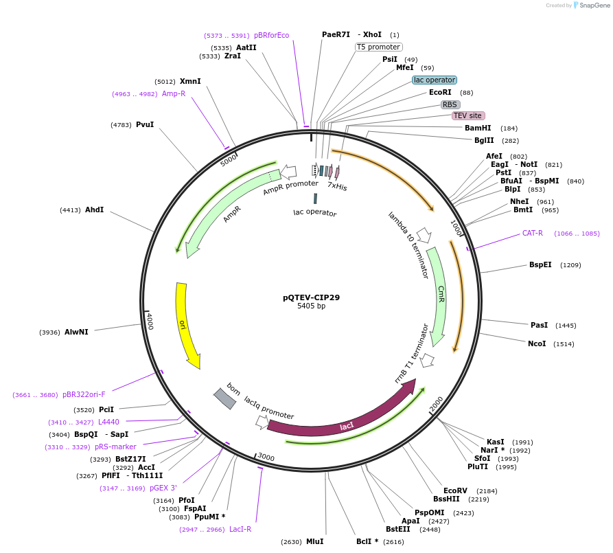 34822-plasmid-map-sequence-id-41897