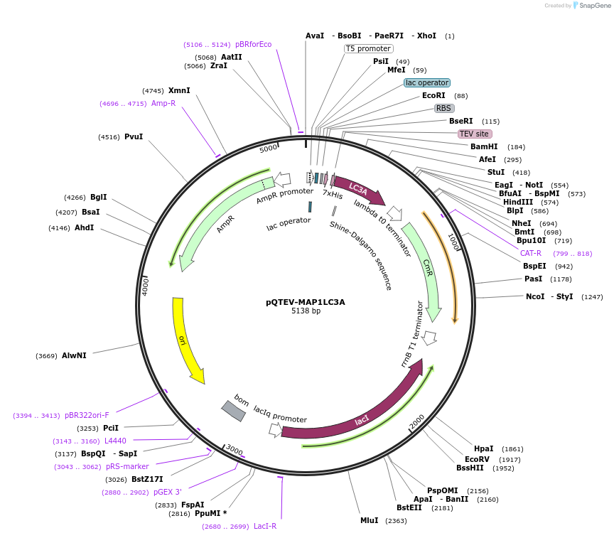 34824-plasmid-map-sequence-id-41900