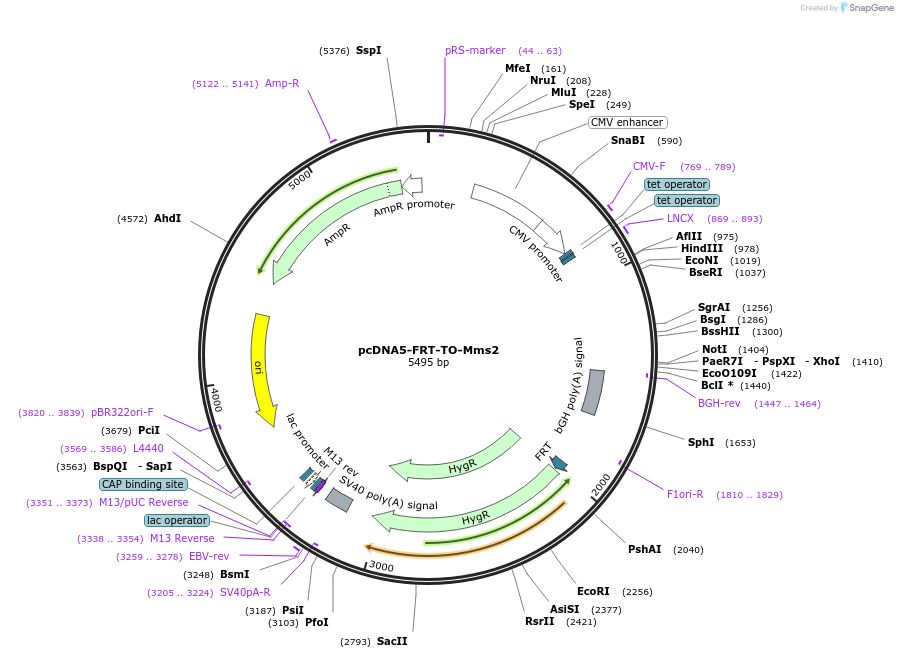 212807-plasmid-map-sequence-id-419006