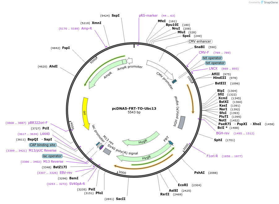 212806-plasmid-map-sequence-id-419007