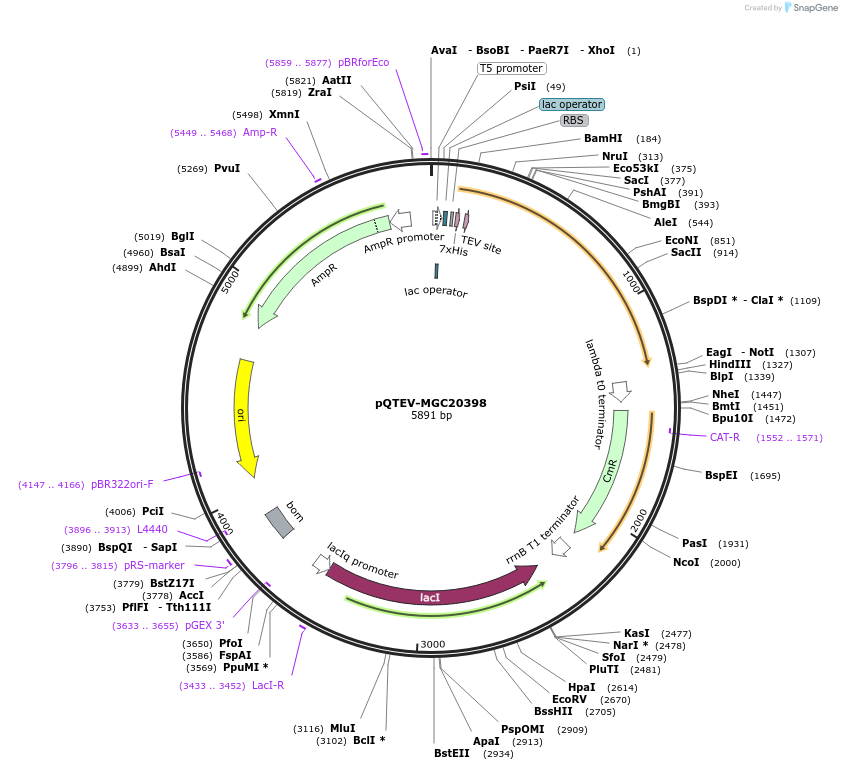 34825-plasmid-map-sequence-id-41902