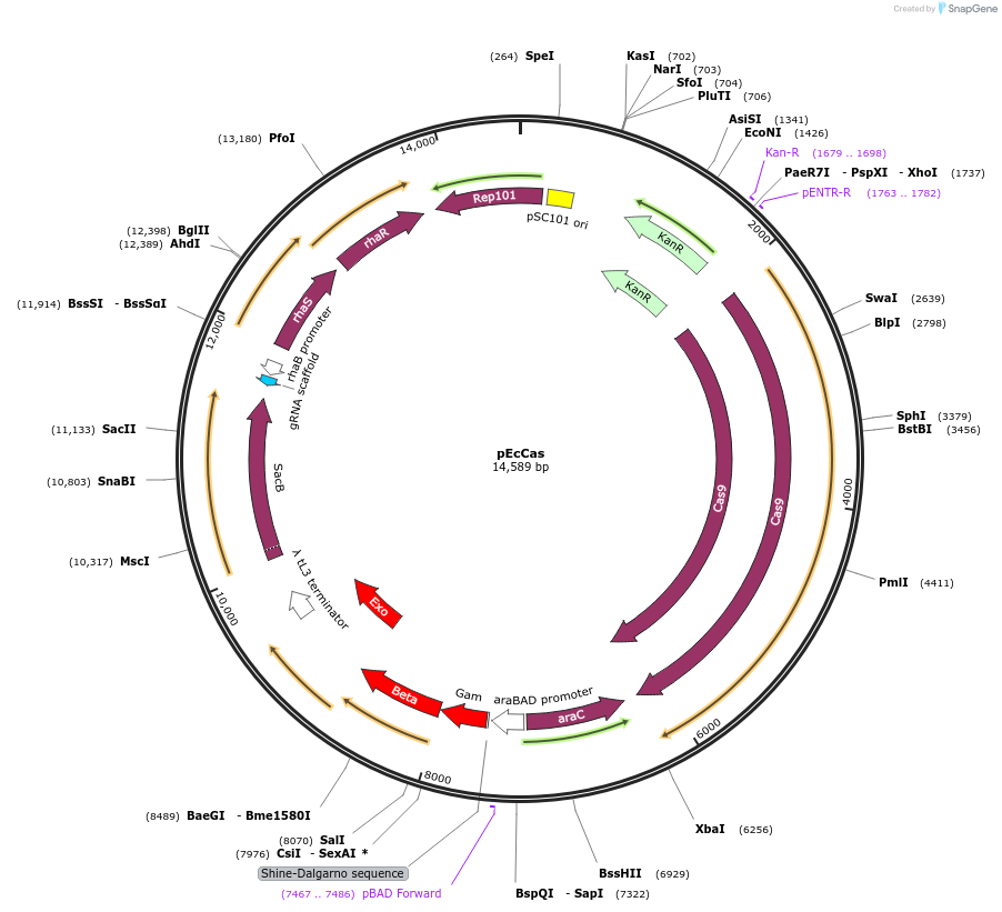 73227-plasmid-map-sequence-id-419024