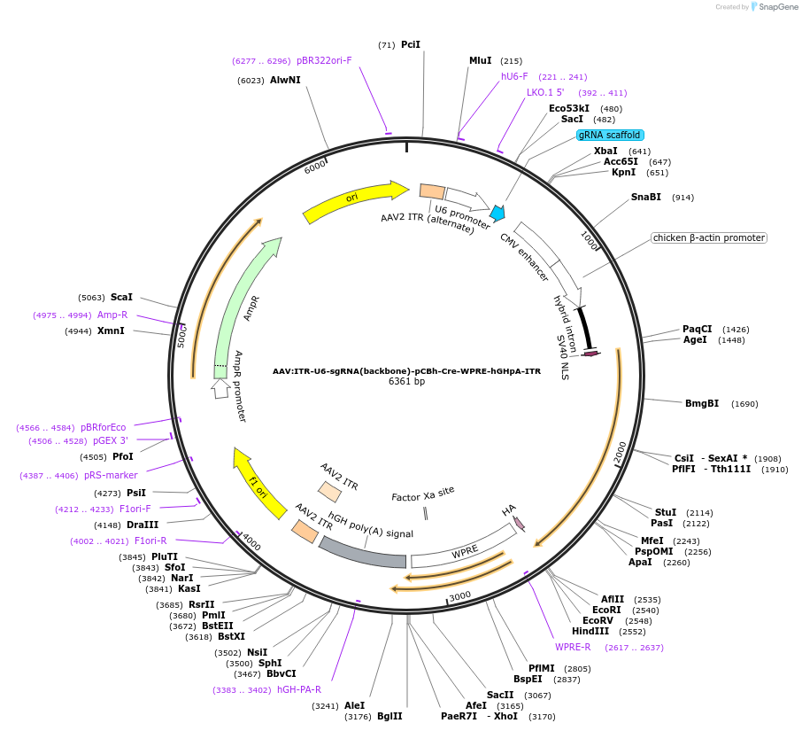 60229-plasmid-map-sequence-id-419029