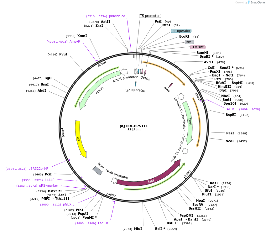 34826-plasmid-map-sequence-id-41903