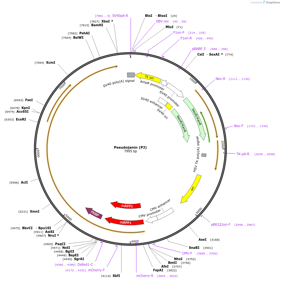 37999-plasmid-map-sequence-id-419031