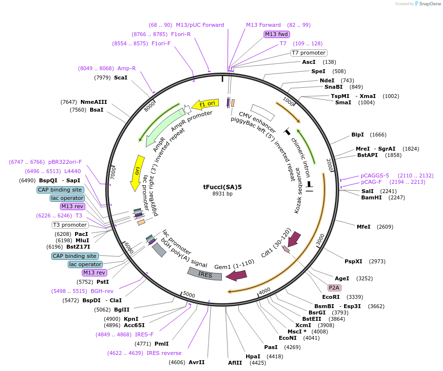 153520-plasmid-map-sequence-id-419032
