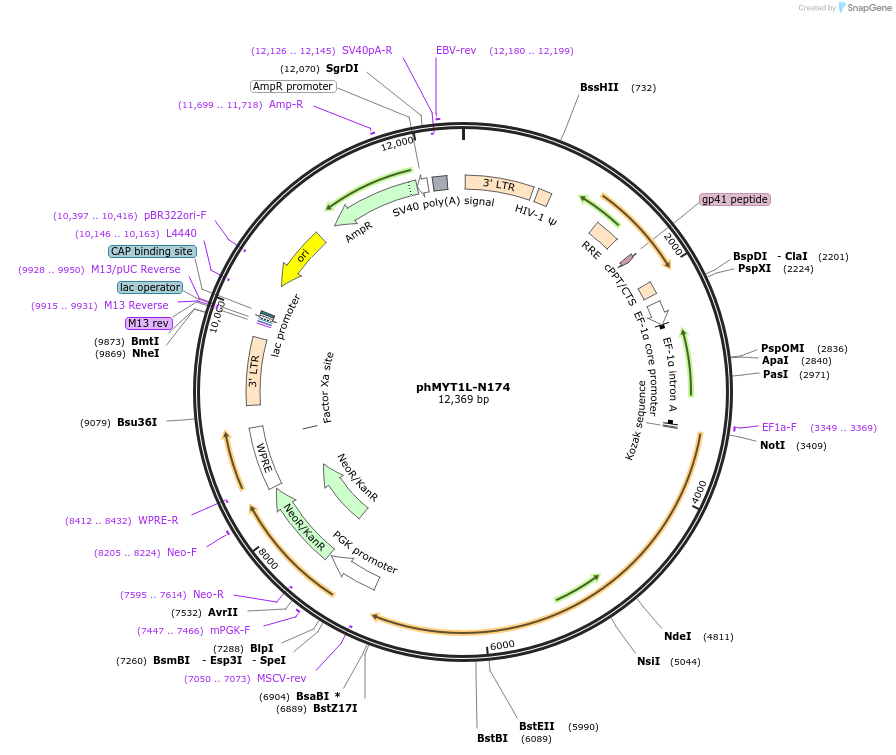 66809-plasmid-map-sequence-id-419033