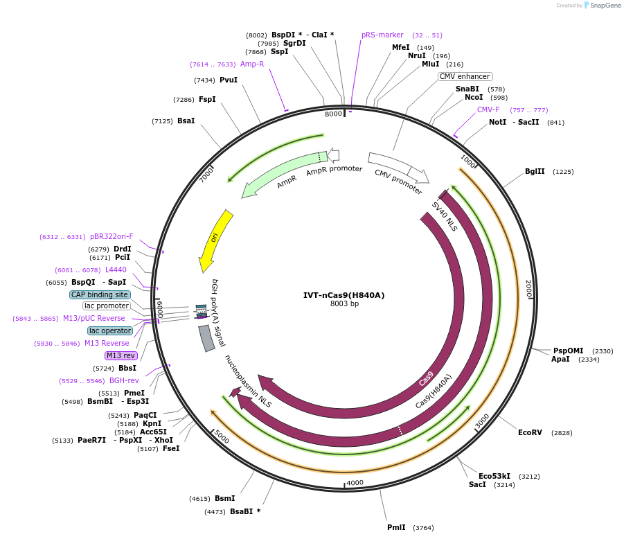 207455-plasmid-map-sequence-id-419036
