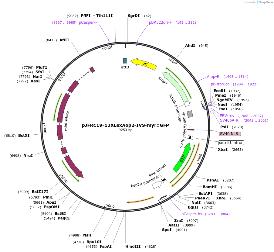26224-plasmid-map-sequence-id-419038