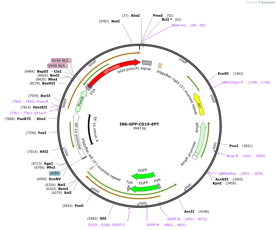 210469-plasmid-map-sequence-id-419052