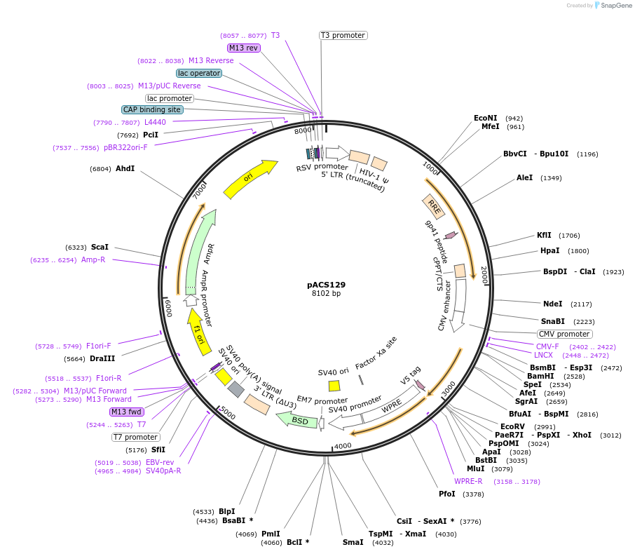 204594-plasmid-map-sequence-id-419058