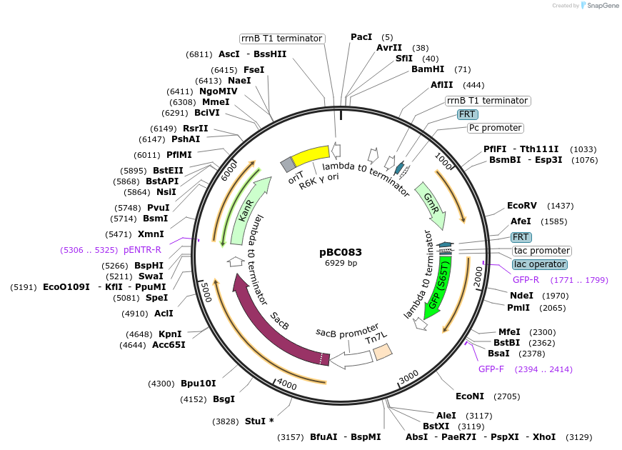 202242-plasmid-map-sequence-id-419097