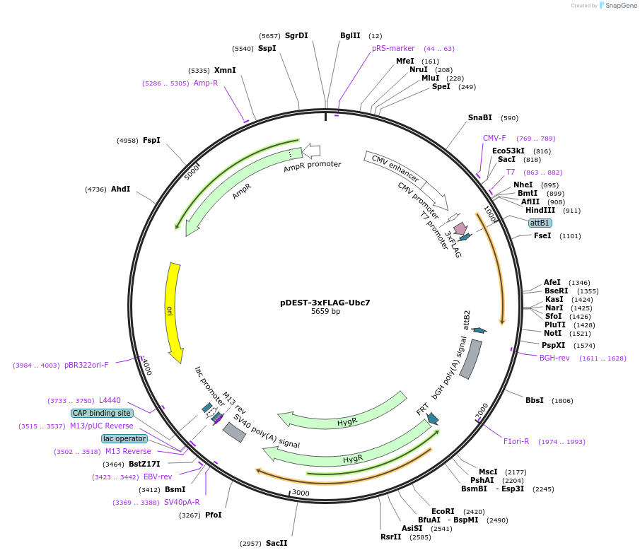 212801-plasmid-map-sequence-id-419116