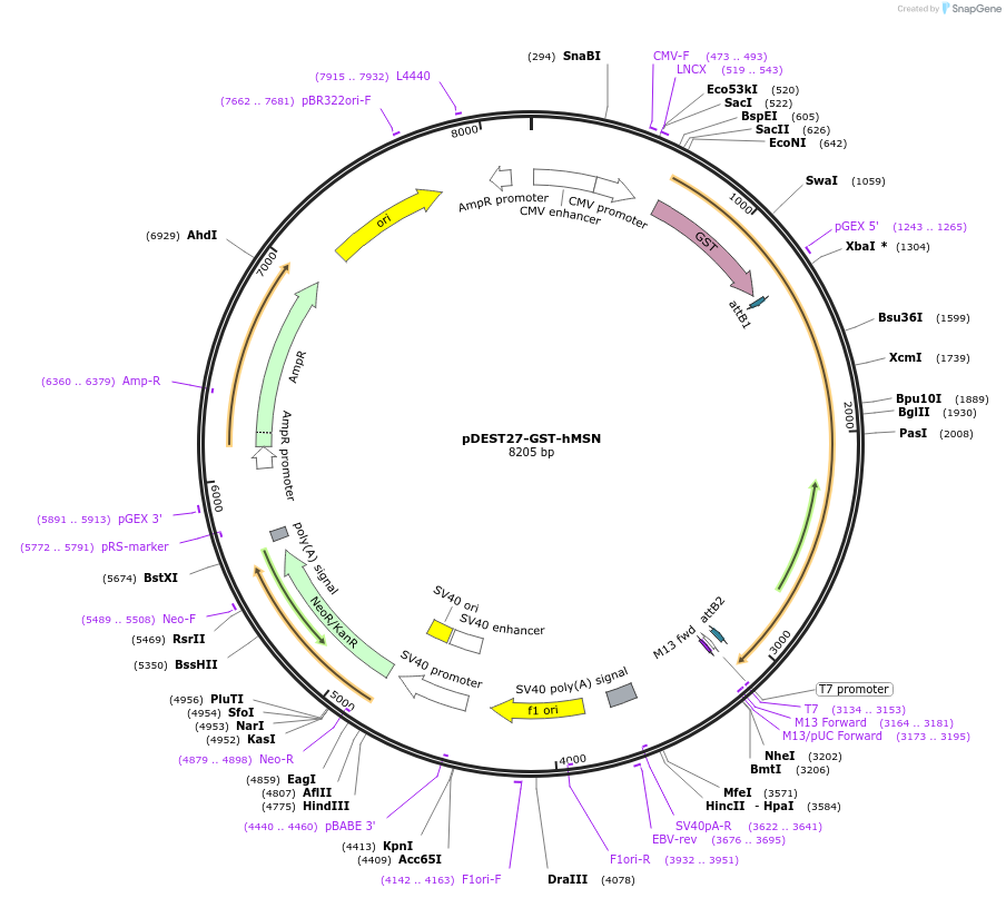 211823-plasmid-map-sequence-id-419134