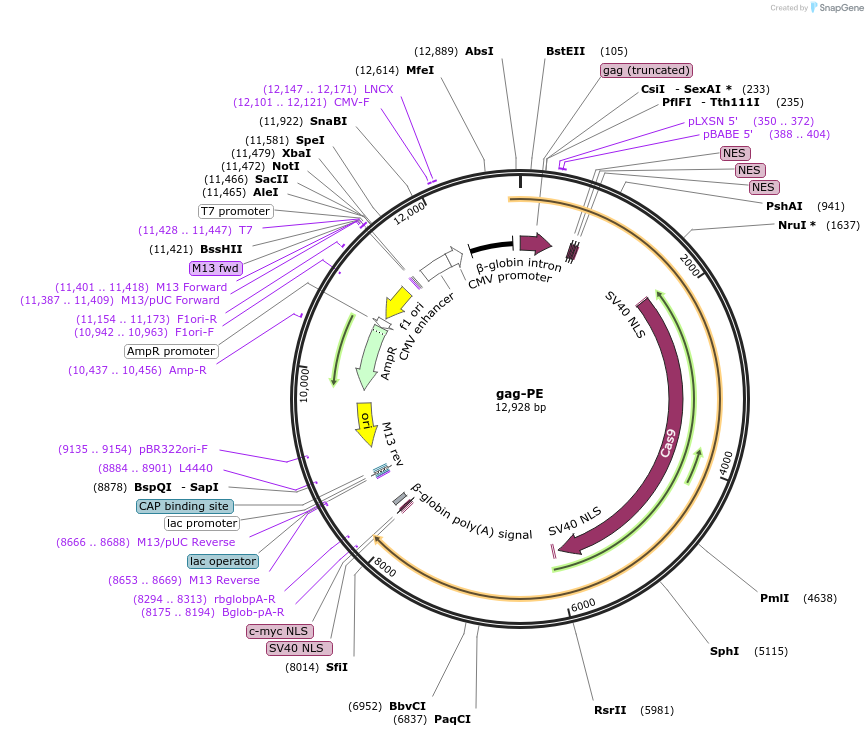 211371-plasmid-map-sequence-id-419146
