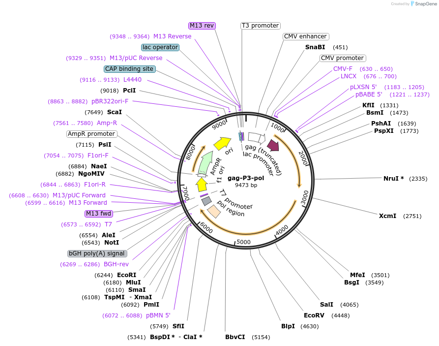 211374-plasmid-map-sequence-id-419147
