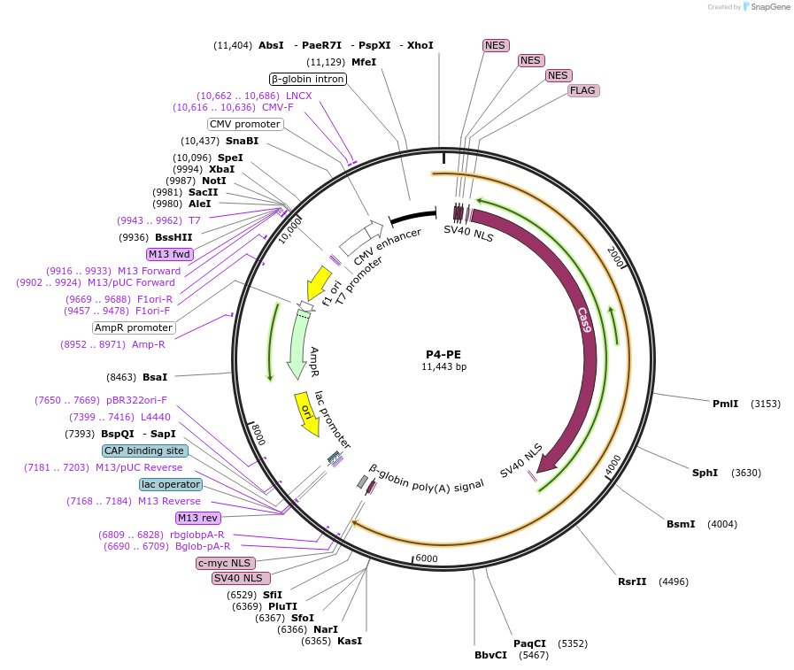 211375-plasmid-map-sequence-id-419148