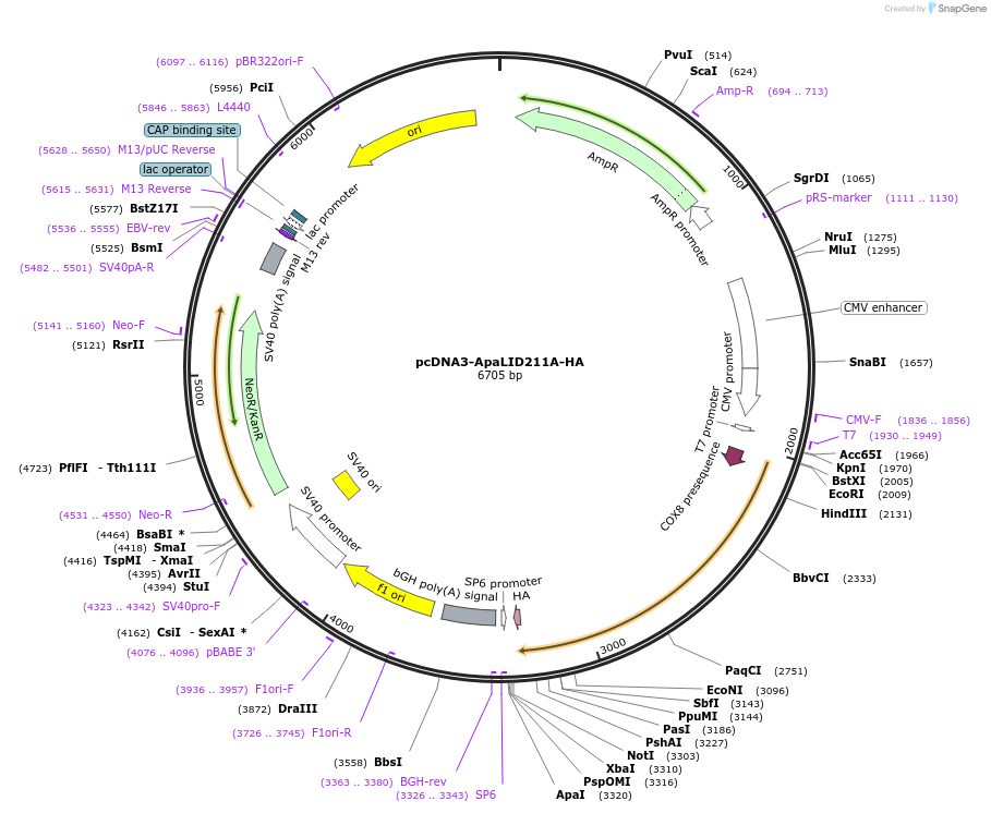 211459-plasmid-map-sequence-id-419149