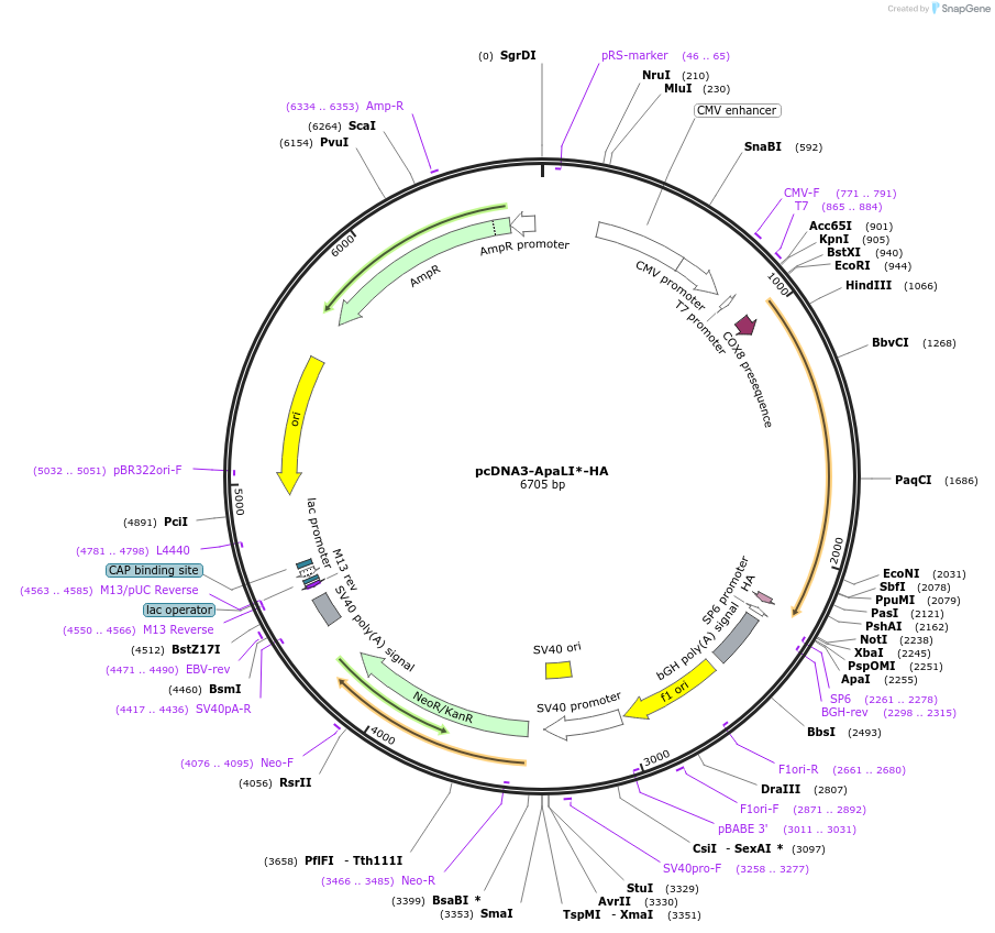 211461-plasmid-map-sequence-id-419150
