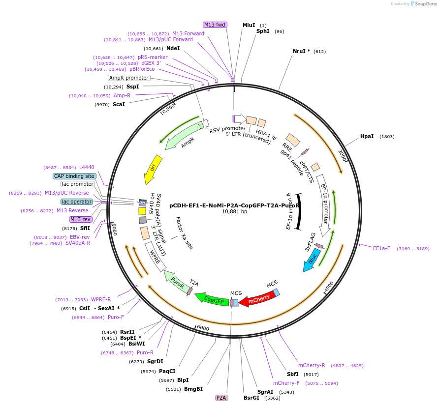 207805-plasmid-map-sequence-id-419158