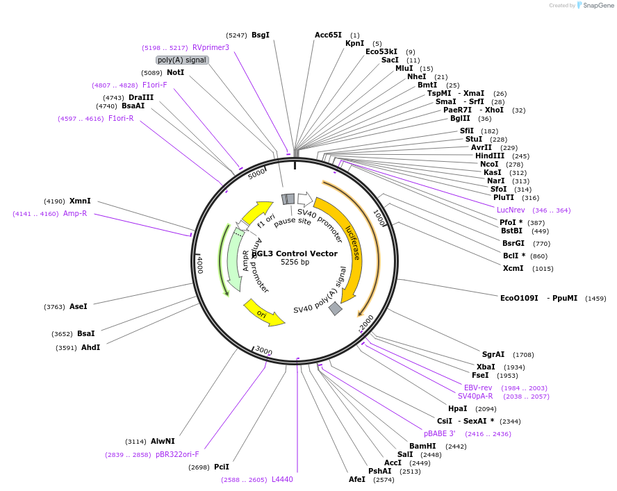 212937-plasmid-map-sequence-id-419191