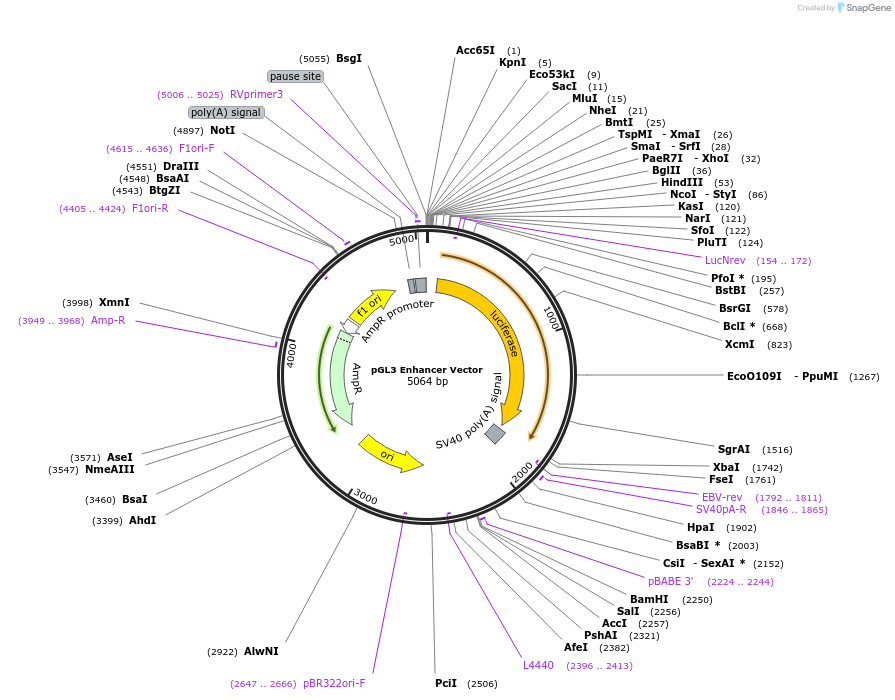 212938-plasmid-map-sequence-id-419193