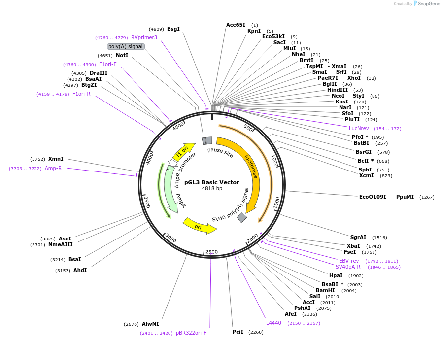 212936-plasmid-map-sequence-id-419196