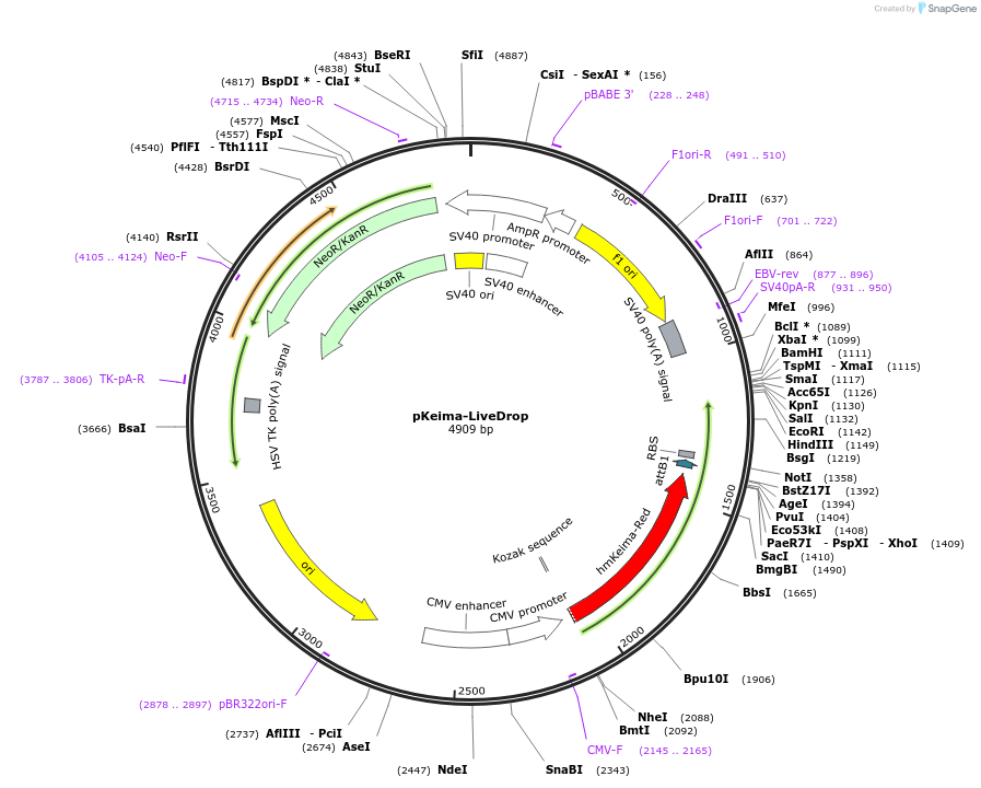199695-plasmid-map-sequence-id-419200