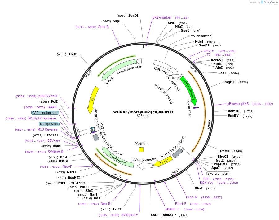 212020-plasmid-map-sequence-id-419202