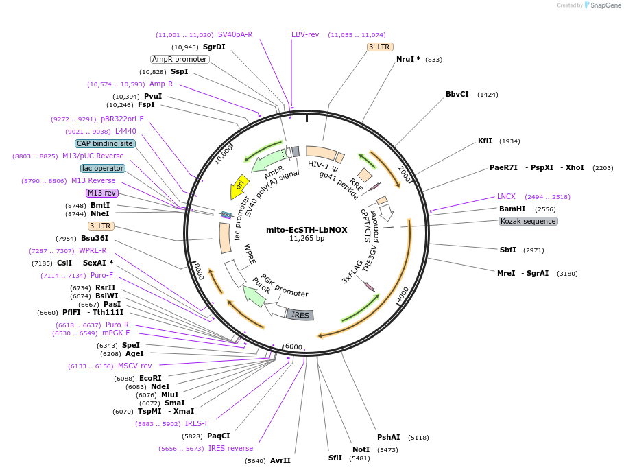 211922-plasmid-map-sequence-id-419203