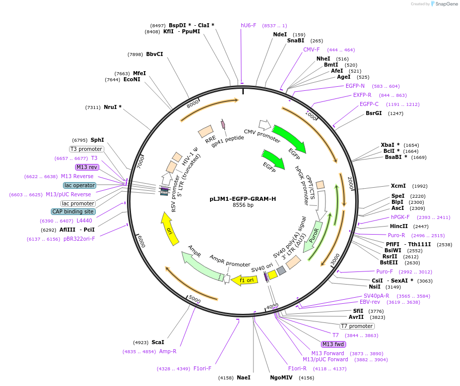 211703-plasmid-map-sequence-id-419205