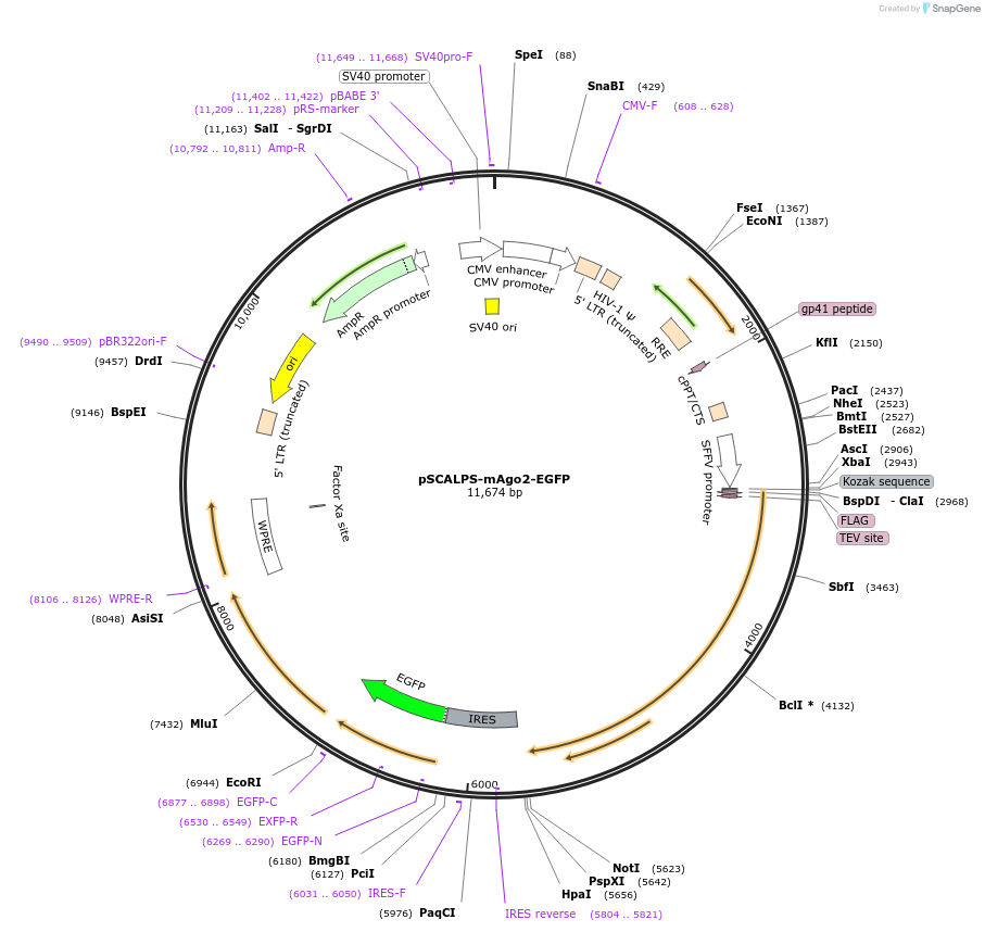 209935-plasmid-map-sequence-id-419213