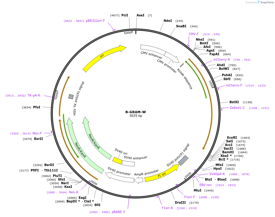 211707-plasmid-map-sequence-id-419219