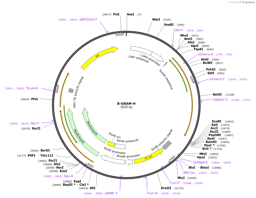 211706-plasmid-map-sequence-id-419220