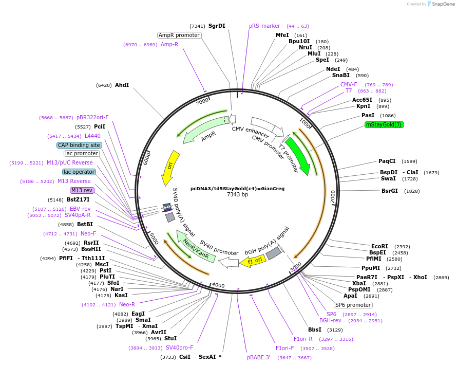 212022-plasmid-map-sequence-id-419221