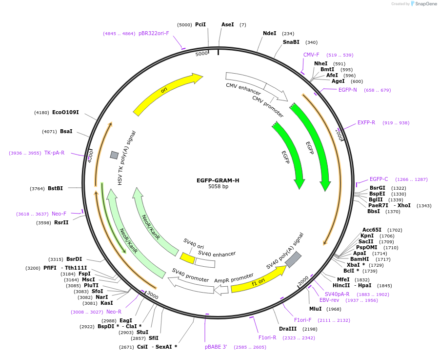 211700-plasmid-map-sequence-id-419222