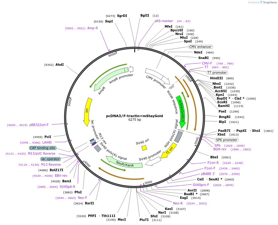 212019-plasmid-map-sequence-id-419223