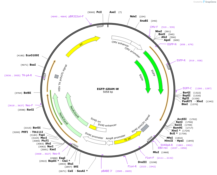 211701-plasmid-map-sequence-id-419225