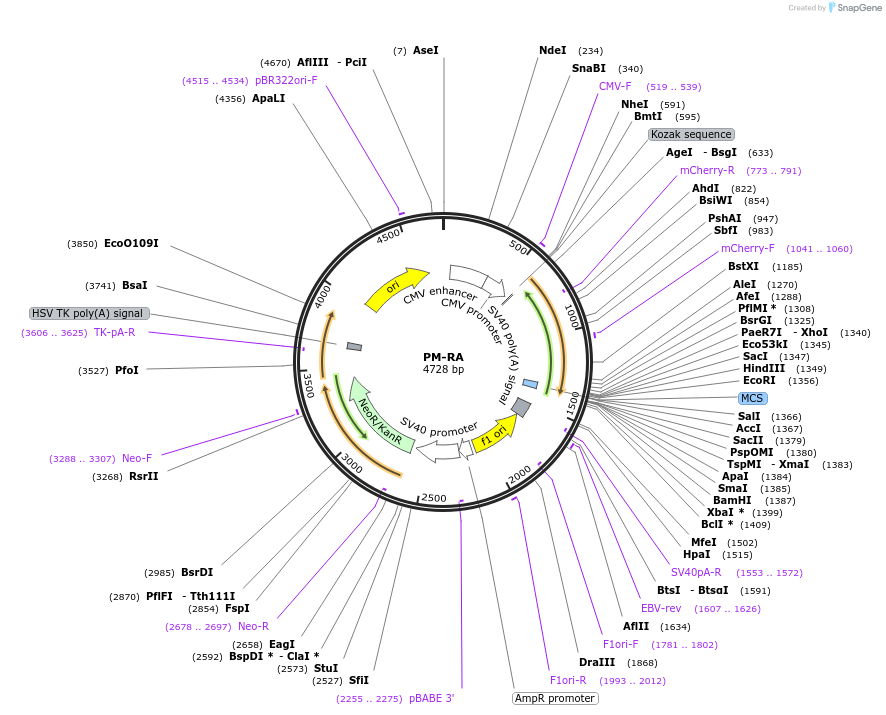 211705-plasmid-map-sequence-id-419227