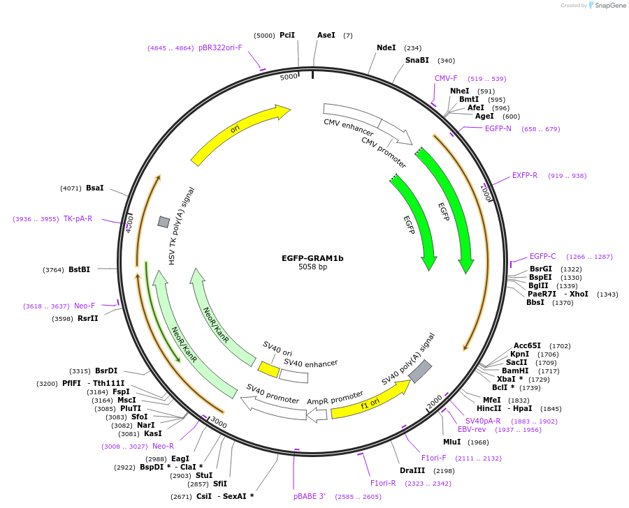 211494-plasmid-map-sequence-id-419229