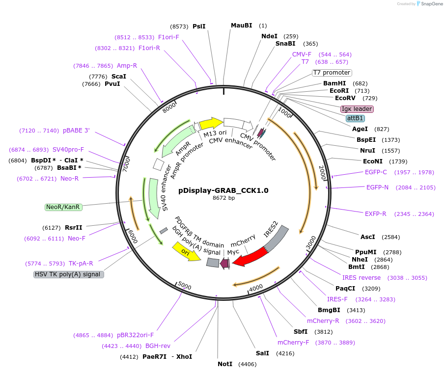 208672-plasmid-map-sequence-id-419239