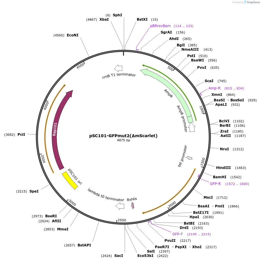 208185-plasmid-map-sequence-id-419242