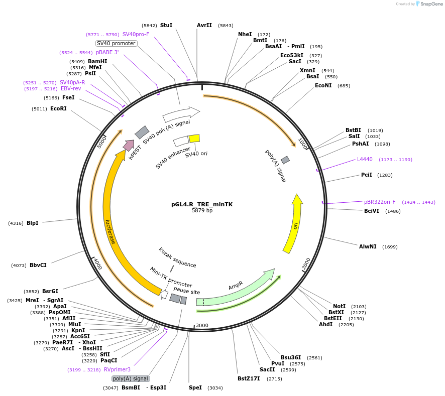 211516-plasmid-map-sequence-id-419246