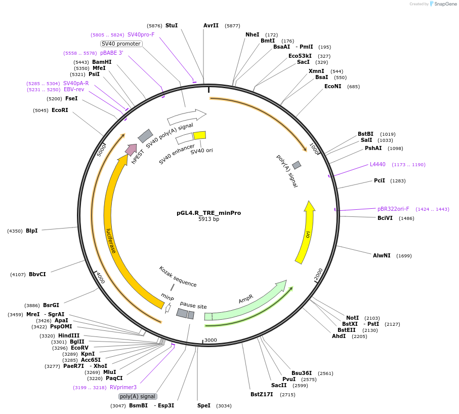 211517-plasmid-map-sequence-id-419251