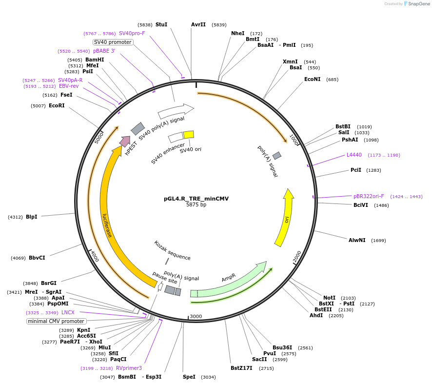211518-plasmid-map-sequence-id-419254