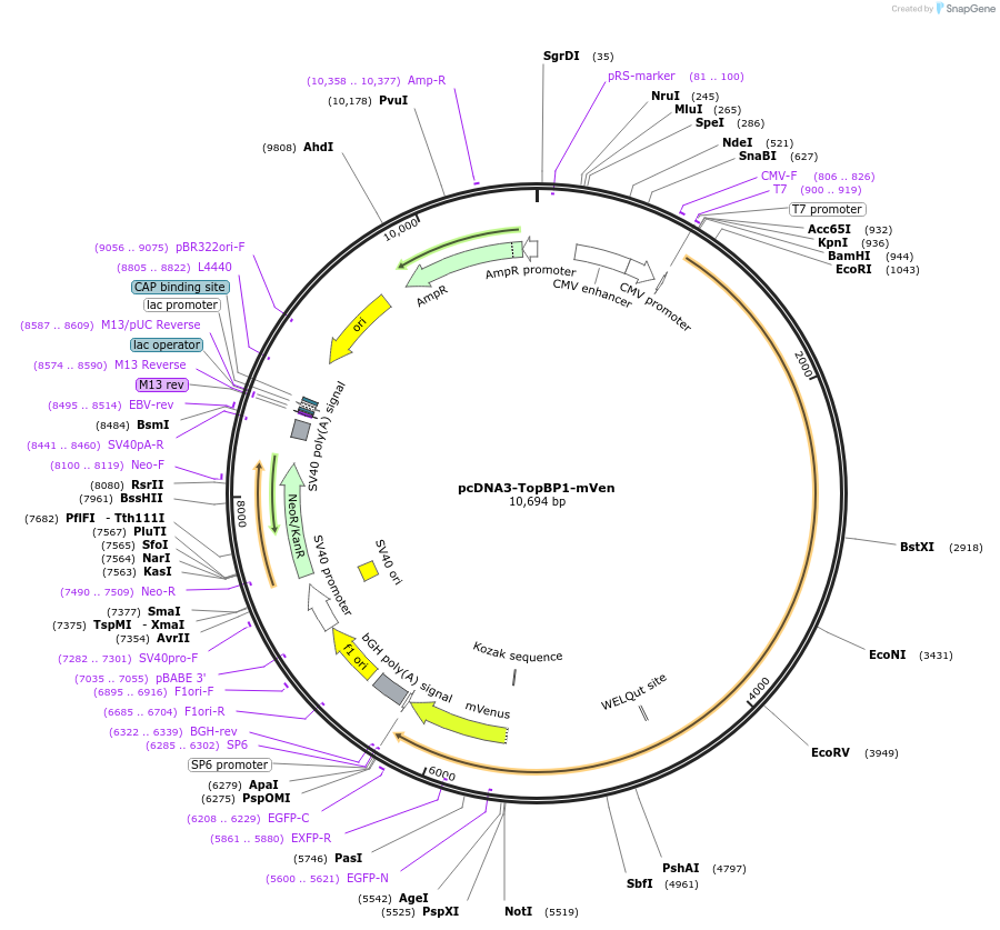 211415-plasmid-map-sequence-id-419260
