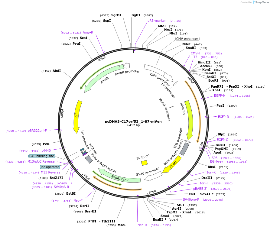 211442-plasmid-map-sequence-id-419261