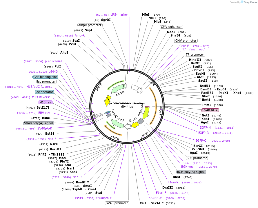 211449-plasmid-map-sequence-id-419262